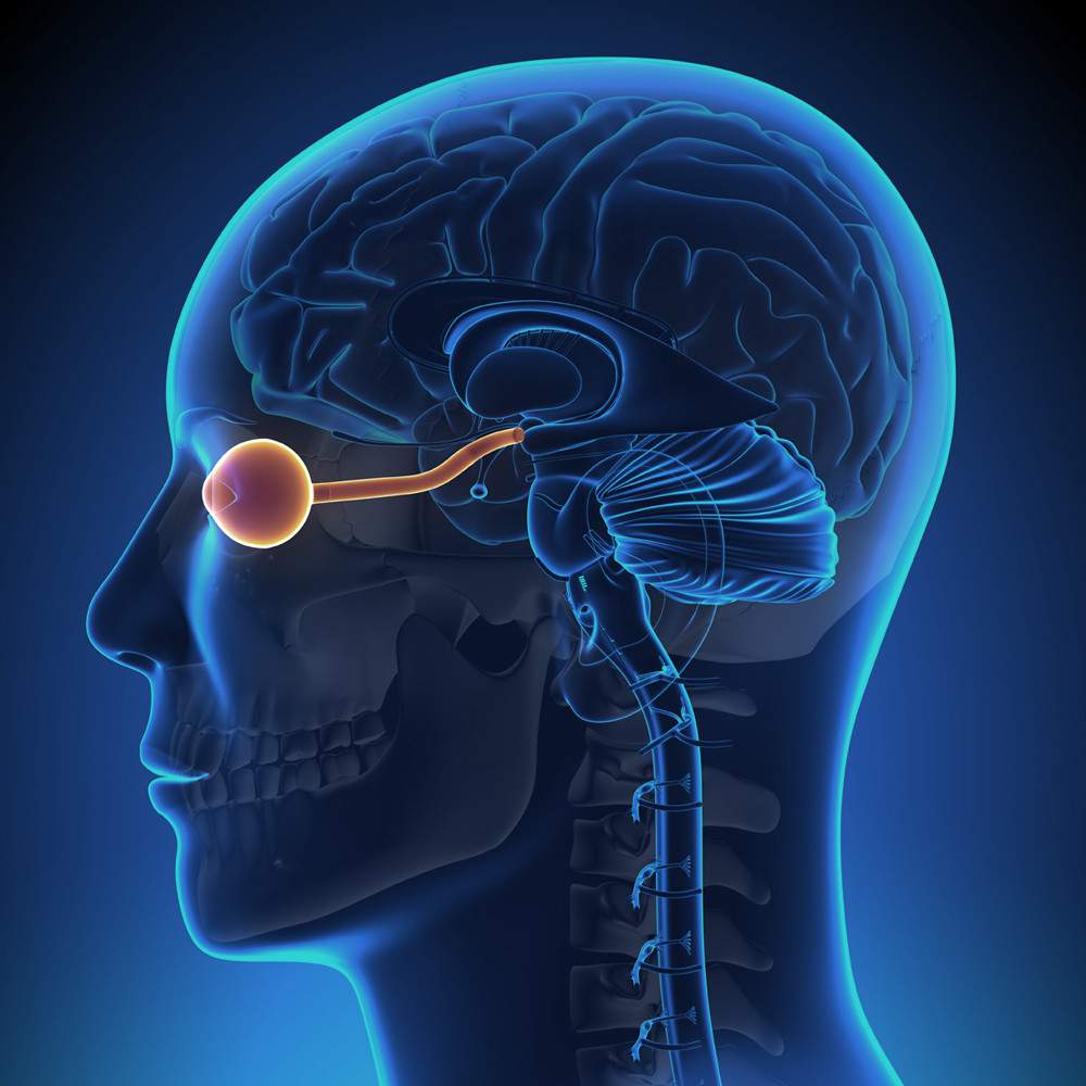 Scientific rendering of eye anatomy